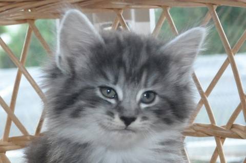 Les Elfes Du Sesau Elevage De Chats Norvegiens Chatons Norvegiens Chats Norvegiens Chats Des Bois De Norvege Chats Des Forets Norvegiennes Elevage De Chats Norvegiens Elevage De Chat Norvegien Courtemaiche Commune De Basse Allaine
